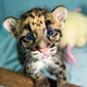 Illustration for article titled Clouded Leopard Cubs First For Houston Zoo, Are Adorable